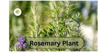 Rosemary plant