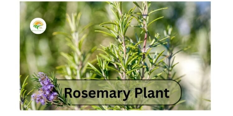 Rosemary plant
