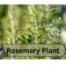 Rosemary plant
