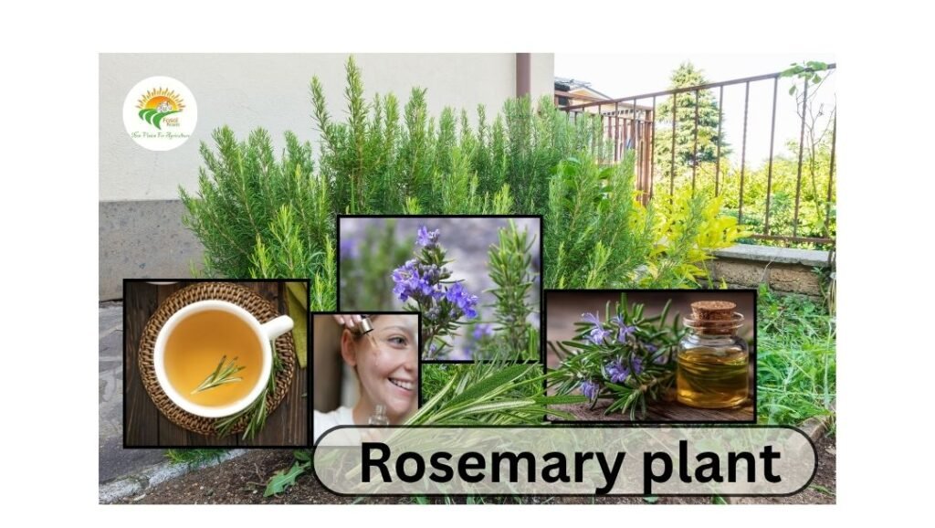 Rosemary plant