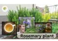 Rosemary plant