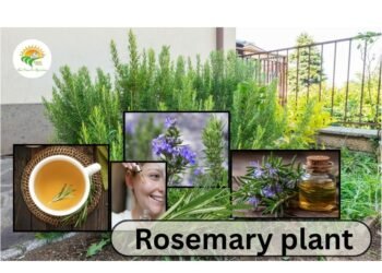 Rosemary plant
