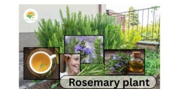 Rosemary plant