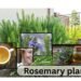 Rosemary plant