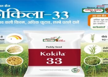 धान की खेती: इस सीजन बंपर पैदावार के लिए किसान अपना रहे हैं आधुनिक धान बीज, जानें कैसे बदल रही है किस्मत
