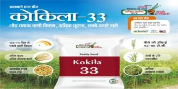 धान की खेती: इस सीजन बंपर पैदावार के लिए किसान अपना रहे हैं आधुनिक धान बीज, जानें कैसे बदल रही है किस्मत
