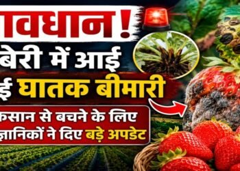 Strawberry Disease
