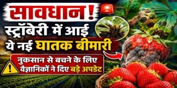 Strawberry Disease