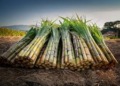 Sugarcane Farming
