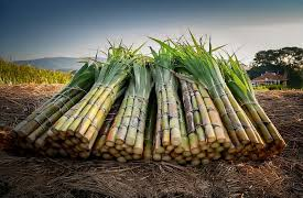 Sugarcane Farming