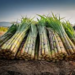 Sugarcane Farming