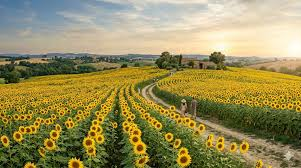 Sunflower Procurement Haryana