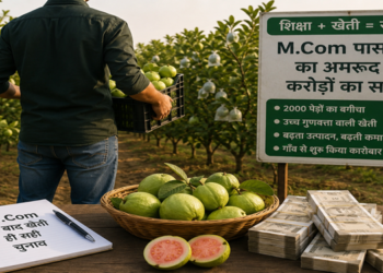 M.Com पास युवक ने अमरूद की खेती से बदली किस्मत, बगीचे से करोड़ों के कारोबार की ओर बढ़ रहा बलिया का युवा किसान