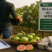 M.Com पास युवक ने अमरूद की खेती से बदली किस्मत, बगीचे से करोड़ों के कारोबार की ओर बढ़ रहा बलिया का युवा किसान