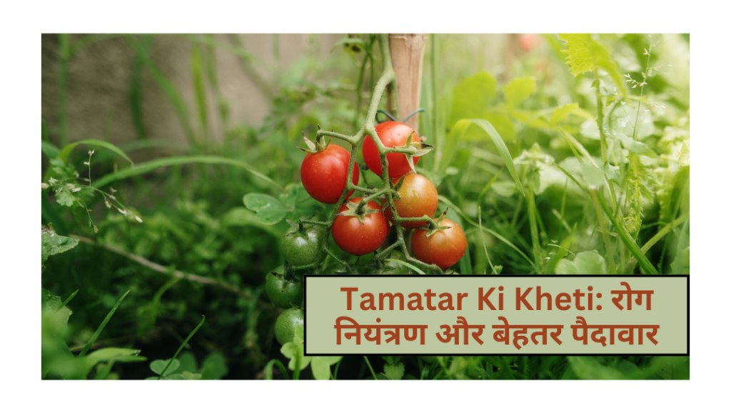 Tamatar Ki Kheti