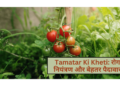 Tamatar Ki Kheti