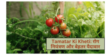 Tamatar Ki Kheti