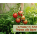 Tamatar Ki Kheti
