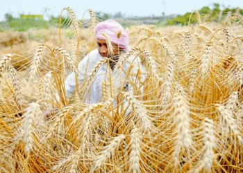 Wheat MSP Scheme: किसानों के लिए समर्थन मूल्य, खरीद प्रक्रिया और फायदे
