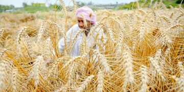 Wheat MSP Scheme: किसानों के लिए समर्थन मूल्य, खरीद प्रक्रिया और फायदे