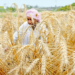 Wheat MSP Scheme: किसानों के लिए समर्थन मूल्य, खरीद प्रक्रिया और फायदे