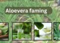aloe vera farming