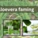 aloe vera farming