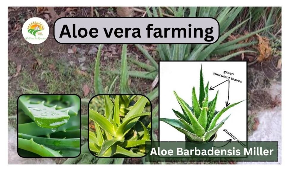 Aloe Vera Farming