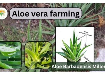aloe-vera-farming