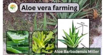 Aloe Vera Farming