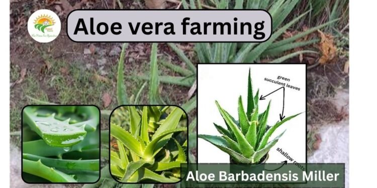 aloe-vera-farming