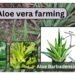 aloe-vera-farming