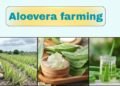 #aloe vera farming