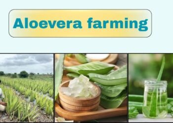 #aloe vera farming