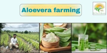 #aloe vera farming