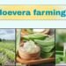 #aloe vera farming