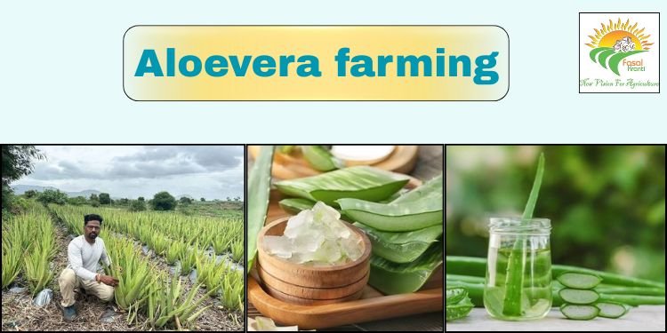 #aloe vera farming