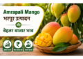 amrapali mango