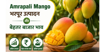 amrapali mango