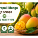 amrapali mango