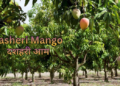 dasheri-mango