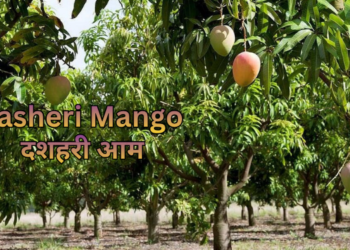 dasheri-mango