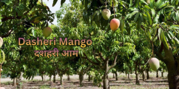dasheri-mango