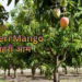 dasheri-mango