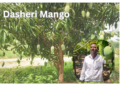 dasheri-mango