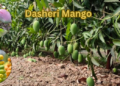 dasheri mango