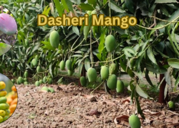 dasheri mango