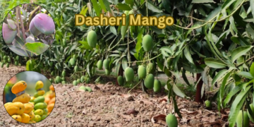 dasheri mango