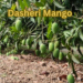 dasheri mango