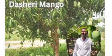 dasheri-mango